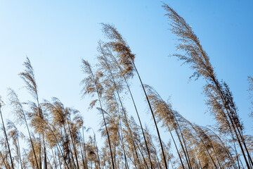 Obraz premium dried rush in the wind with blue sky