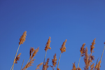 dried rush in the wind with blue sky
