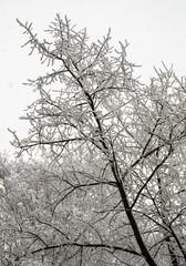 Snowy branches of trees against a white sky background. Winter.