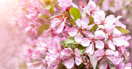Fototapeta na wymiar Selective focus on branches of pink Cherry blossoms on tree. Beautiful flowers sakura during spring season in park in sunny day. Flowers texture, nature floral background.Banner. Close up..