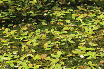 Summer forest lake (swamp). Background image with aquatic plants. Underwater thickets. Plants on the water