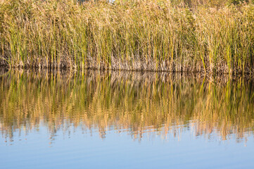 Fototapeta na wymiar Closeup of green yellow common reed reflecting on rippled lake with sky reflections
