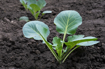 Young cabbage seedling in damp ground after planting. Harvest ripening. Green leaves in the ground, cultivation and farming.
Side view