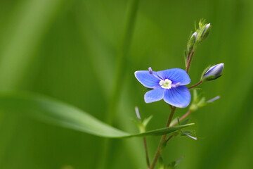 close up of a germander speedwell flower