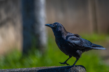 2022-05-25 A LONE CROW STANDING ON A CEMENT EDGE WITH ONE FOOT RAISED AND A NICE CLEAR EYE AND A BLURRY GREEN AND TAN BACKGROUND ON MERCER ISLAND WASHINGTON