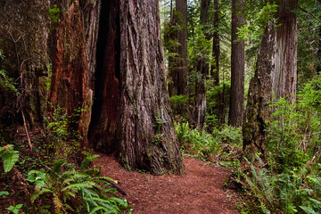 Obraz premium Hiking path weaving through ancient Redwood trees in California