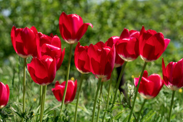 Obraz premium Bright red tulips growing in the garden in sun light