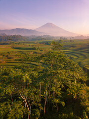 Fototapeta premium A flock of birds perched on a tree in the middle of a rice field with a mountain background. It located in Kajoran, Central Java, Indonesia. The mountain named Mount Sumbing