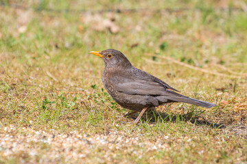 foraging blackbird, Turdus merula, male on the ground in the grass with orange bill and dark to black plumage