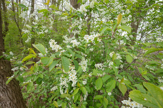 Close up of Spring-blooming Dirty Tree, Rhamnus frangula, Frangula alnus, with white blooming spike-shaped erect racemose inflorescence and fresh green foliage
