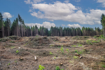 Bare plain due to deforestation with sawn branches and tree trunks in place of felled spruce forest for wood production and production of bio fuel, resulting in a destroyed biotope - obrazy, fototapety, plakaty
