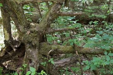 Forest thickets: a snag and roots against the background of raspberry bushes and other greenery. Upturned old tree