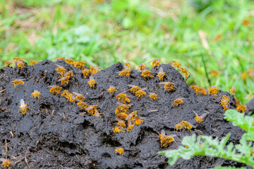 Yellow files infest a large pile of dark wet horse manure. Manure is in grass. Numerous flies....