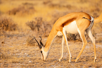 Wild African animals. Springbok (medium sized antelope) eating grass in Etosha National Park. Namibia