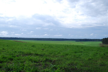 Fototapeta premium White-blue clouds over a green field. Above a large uneven field with green grass along the edges of which a forest grows, large white rain clouds hang low through which the blue sky peeps through.