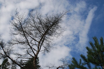 Sky with white clouds over pine trees. Against the background of a blue sky with clouds. the long trunks of old tall pines. The trunks of the trees are bare brown below, the crowns are green above.