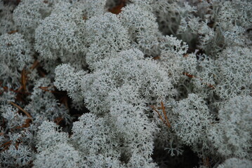 Cladonia forest is a light green lichen. Among the thin trunks of young pines, green lichen grows,...