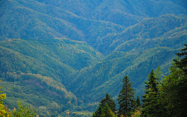 Scenic above the forested hills of Latorita Mountains. Fall season, the leaves are yellow colored. Carpathia, Romania. In the foreground, spruce trees are mixing with the beech woodlands.
