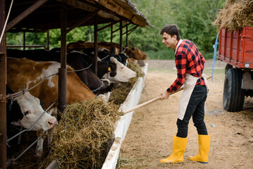 Young man farmer in an apron is feeding his cows with hay on his cow farm.
