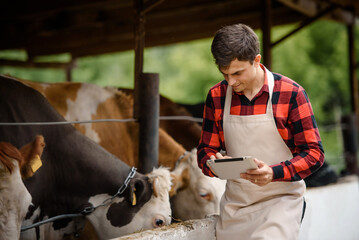  farmer is holding a tablet and verification his cows on his cattle farm.