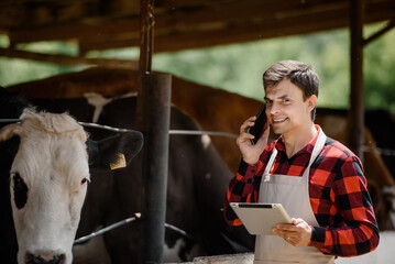  farmer is holding a tablet and verification his cows on his cattle farm.