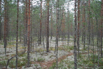 Coniferous forest on a summer day. Pine trees of different ages and sizes grow, they have brown trunks and a branched crown with green needles. Below grows light green lichen, heather, cranberries.