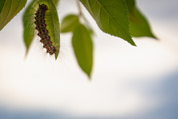 Caterpillars on tree leaves in summer.