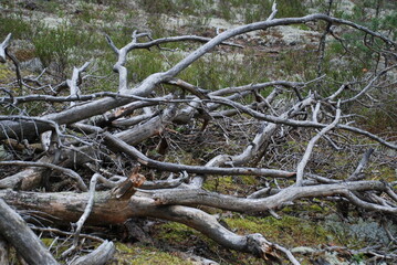 A bunch of broken branches. On the ground on top of each other lie a large pile of fallen pine branches. The branches have been lying for a long time and have lost their needles and part of the bark.