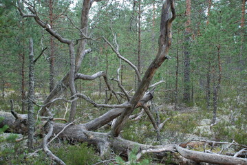Withered branches of a fallen tree. In a pine forest, a tall pine tree with long winding branches has fallen. The branches have lost their bark and the needles are overgrown with moss.