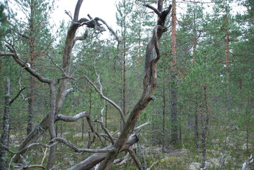 Withered branches of a fallen tree. In a pine forest, a tall pine tree with long winding branches has fallen. The branches have lost their bark and the needles are overgrown with moss.