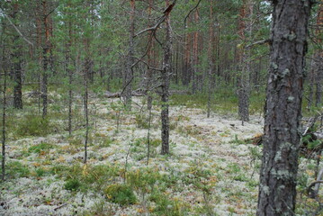 Coniferous forest on a summer day. Pine trees of different ages and sizes grow, they have brown...