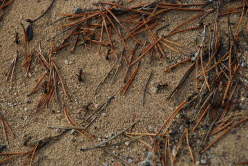 An anthill in a pine forest. In a coniferous forest, a colony of insect ants has built an ant, on top lie fallen brown and yellow pine needles, ants run over them.
