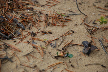 An anthill in a pine forest. In a coniferous forest, a colony of insect ants has built an ant, on top lie fallen brown and yellow pine needles, ants run over them.