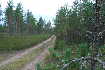 Sandy road in a coniferous forest. Among pine trees with brown trunks and green crowns there is a...