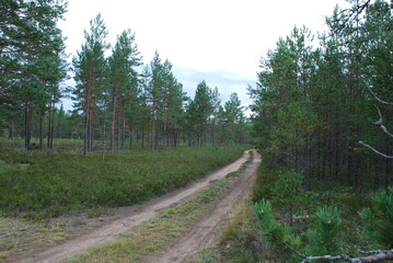 Obraz premium Sandy road in a coniferous forest. Among pine trees with brown trunks and green crowns there is a sandy forest road going into the distance around the bend. Grasses and moss grow along the road.