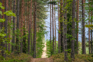 Fototapeta premium Fire safety trail in the beautiful pine forest in summer