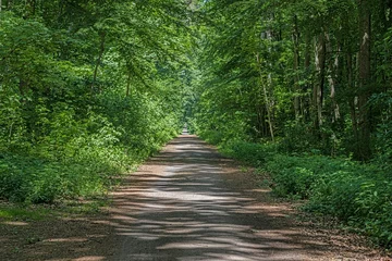 Fototapeten Image of a straight and unpaved forest path in springtime © Aquarius