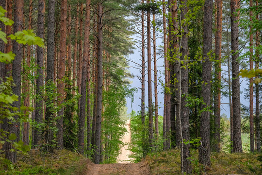 Fire safety trail in the beautiful pine forest in summer