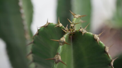 Cactaceae (Cactaceae), commonly called cactus, seen in macro detail. xerophytic plants, adapted to...