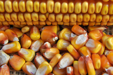 Dry corn grain