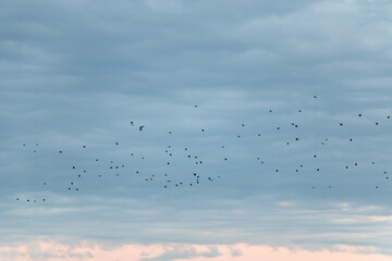 Flock of birds flying against moody cloudy sky