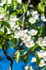 Blooming branches of a pear tree closeup. A spring tree blooms with white petals in a garden or park	