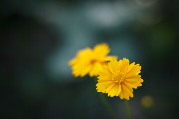 yellow flower closeup