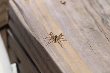 spider on wood