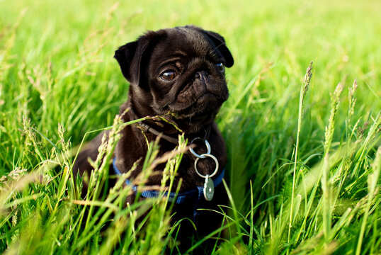 Portrait. Pug dog. The puppy is two months old. Black pug on a background of green blurred grass