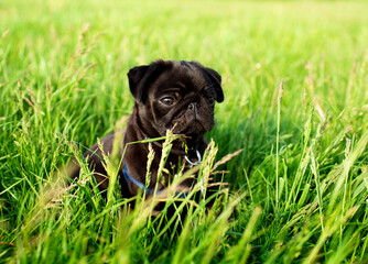 Portrait. Pug dog. The puppy is two months old. Black pug on a background of green blurred grass