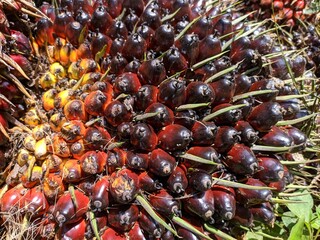 Oil palm fruit (Elaeis guineensis) in the south Kalimantan Plantation
