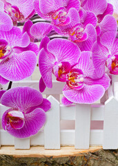 Orchid flower pink phalaenopsis or dendrobium moth.