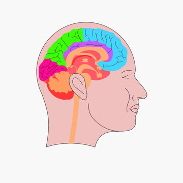 Brain scheme. Human head with brain illustration