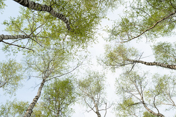 Tops of the mossy birch trees on a sunny day against a blue sky in spring. High quality photo